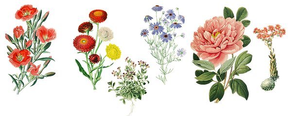 復古花卉靈感在家具設計中的優雅綻放