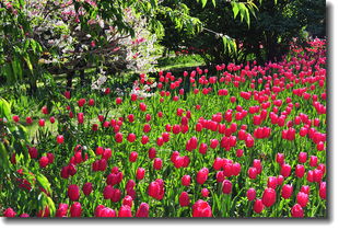 花卉雜片植物園與網絡技術開發的融合創新